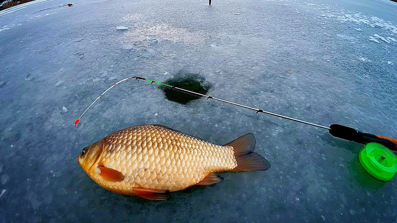 🎣🎣КРУПНІ ІКОРНІ КАРАСІ ЗАТЯГУЮТЬ СНАСТІ В ЛУНКУ🐟🐟❄️Рибалка в Харкові