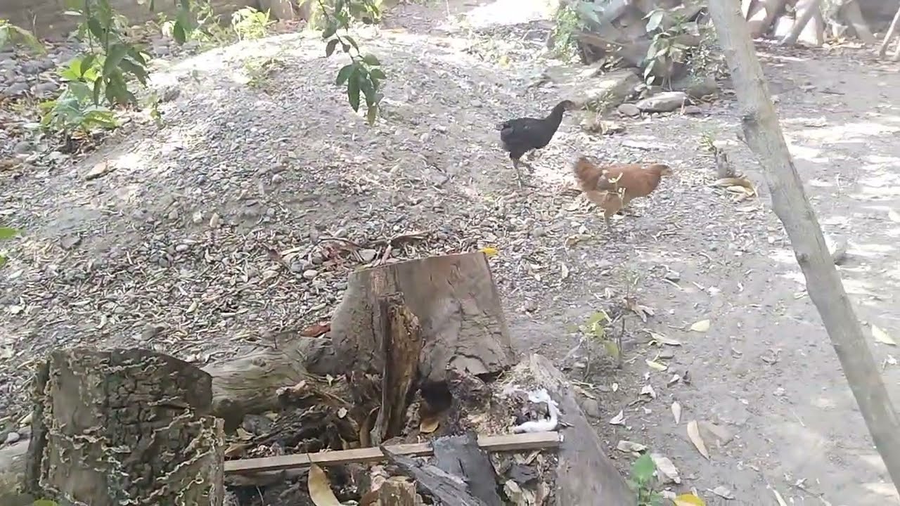 Amaneció con aire y la gallina no quiere estar en patio🤭 en mi ranchito pijijiapan. 