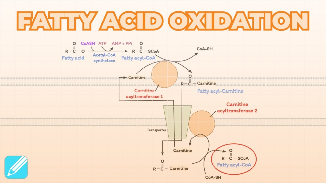 Fatty Acid (Beta) Oxidation | Metabolism