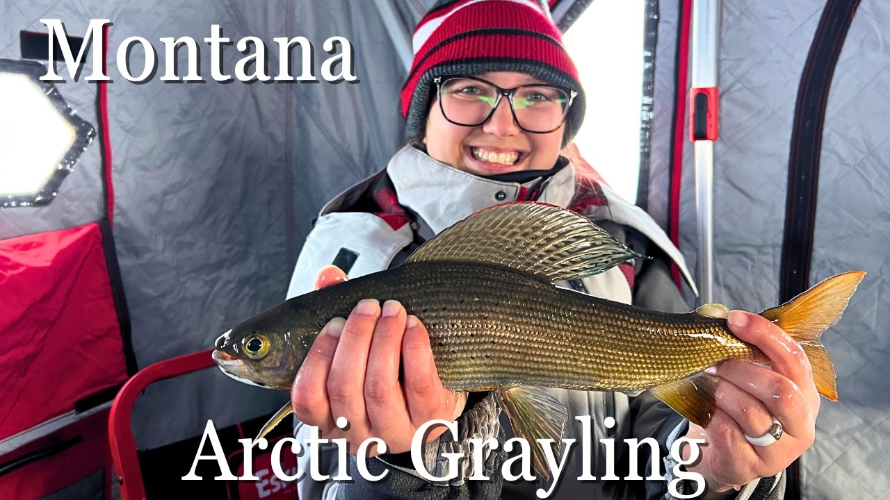 Catching our First Montana Arctic Grayling