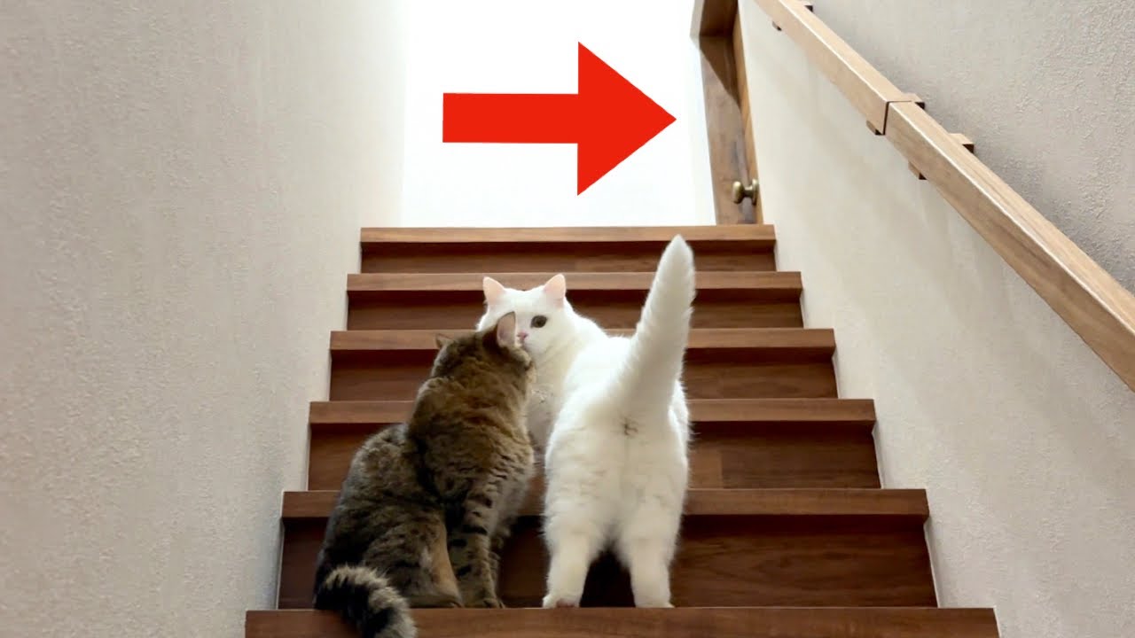 ３年かけて作った秘密の部屋に猫が初めて入ったら…