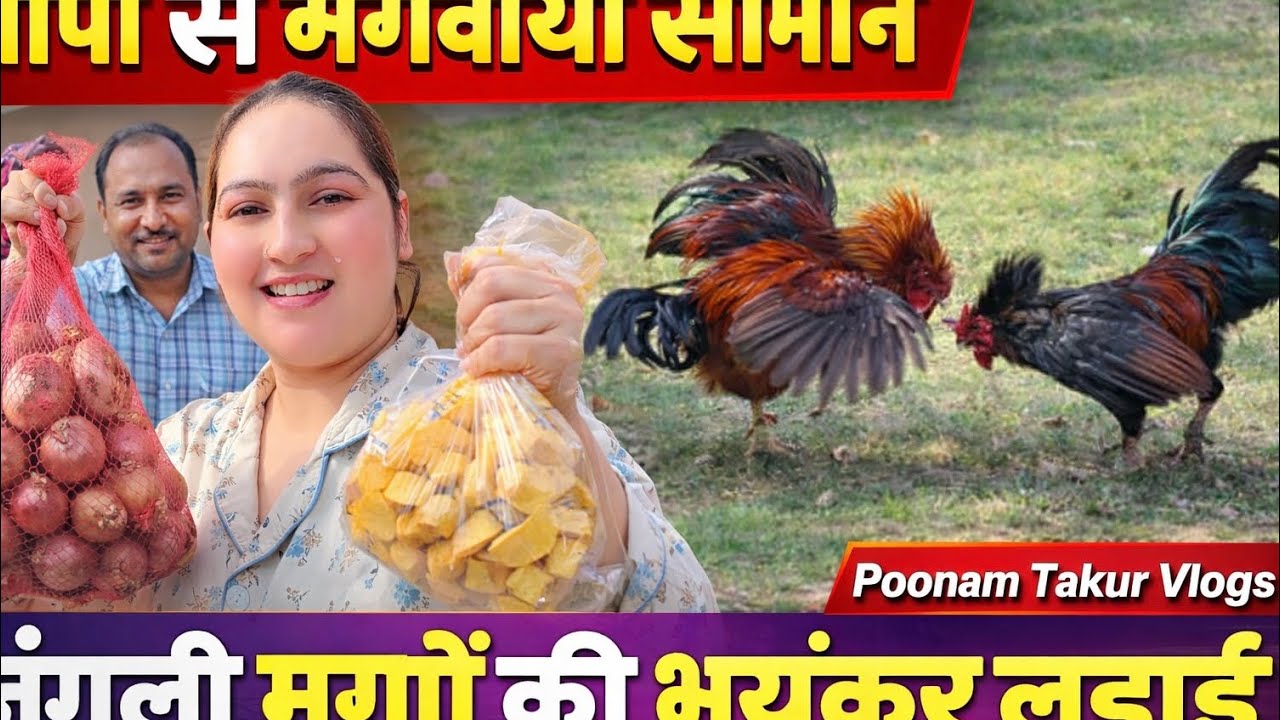 .	जंगली मुर्गों की खतरनाक लड़ाई 😲 | पापा आज क्या खास सामान लाए