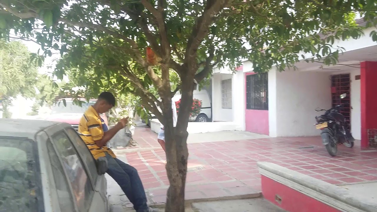 vamos en busca de momo !!