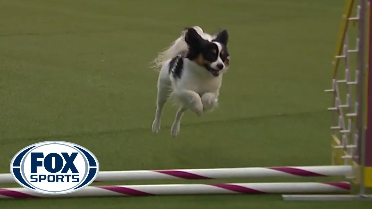 'Fortune' the Papillon captures 8 inch agility title on second run of the contest | FOX SPORTS