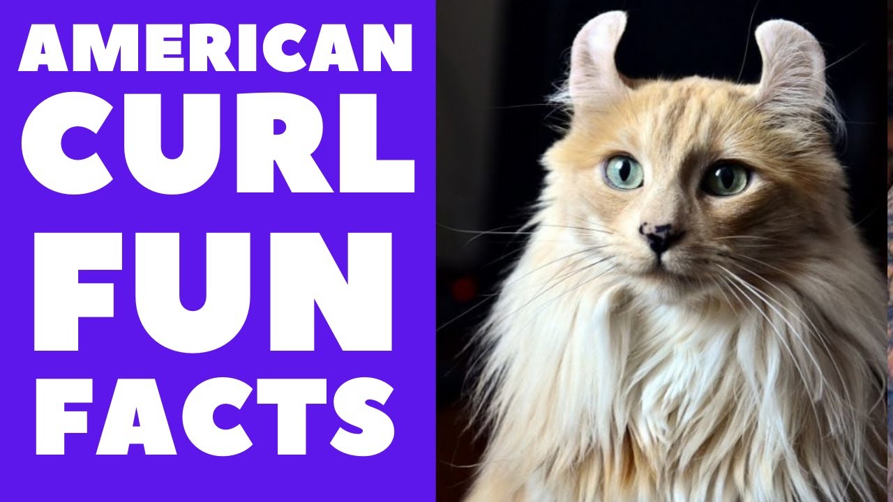 American Curl Cats 101 : Fun Facts
