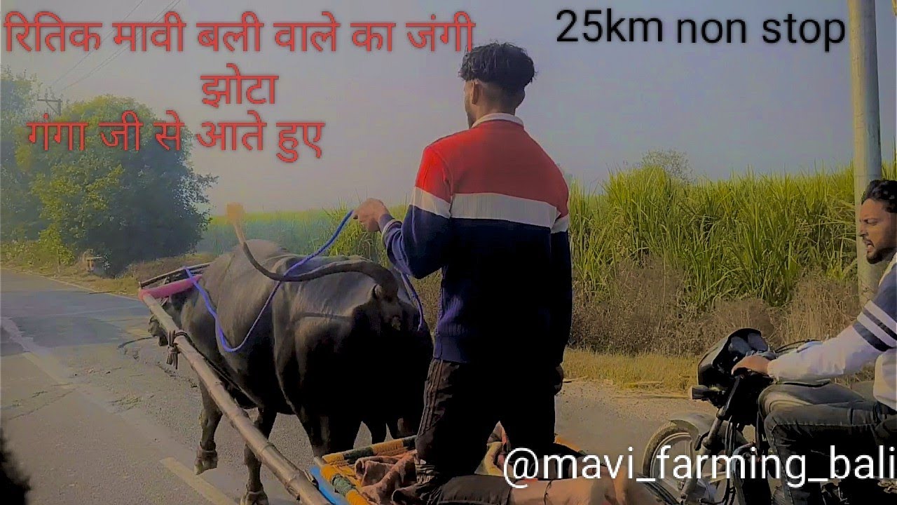 रितिक मावी बली वाले का जंगी झोटा।  गंगा जी से आता हुआ _ @mavi_farming_bali