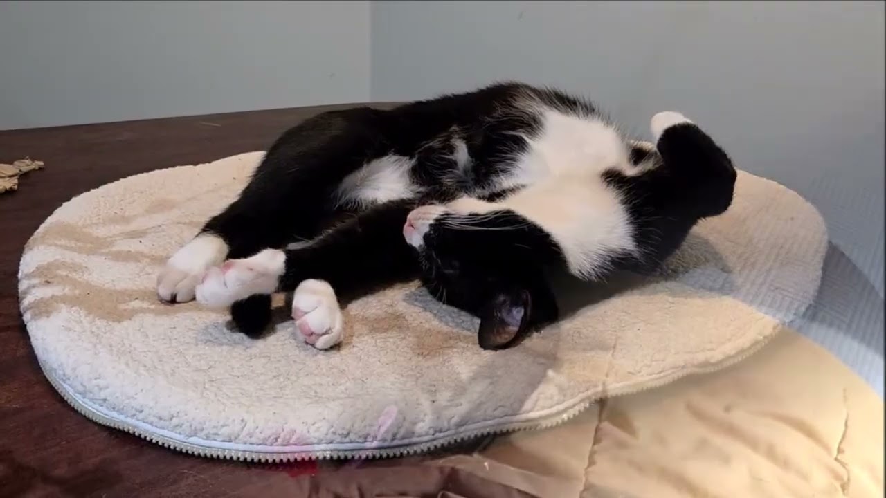 Lisa's Winter Vlog