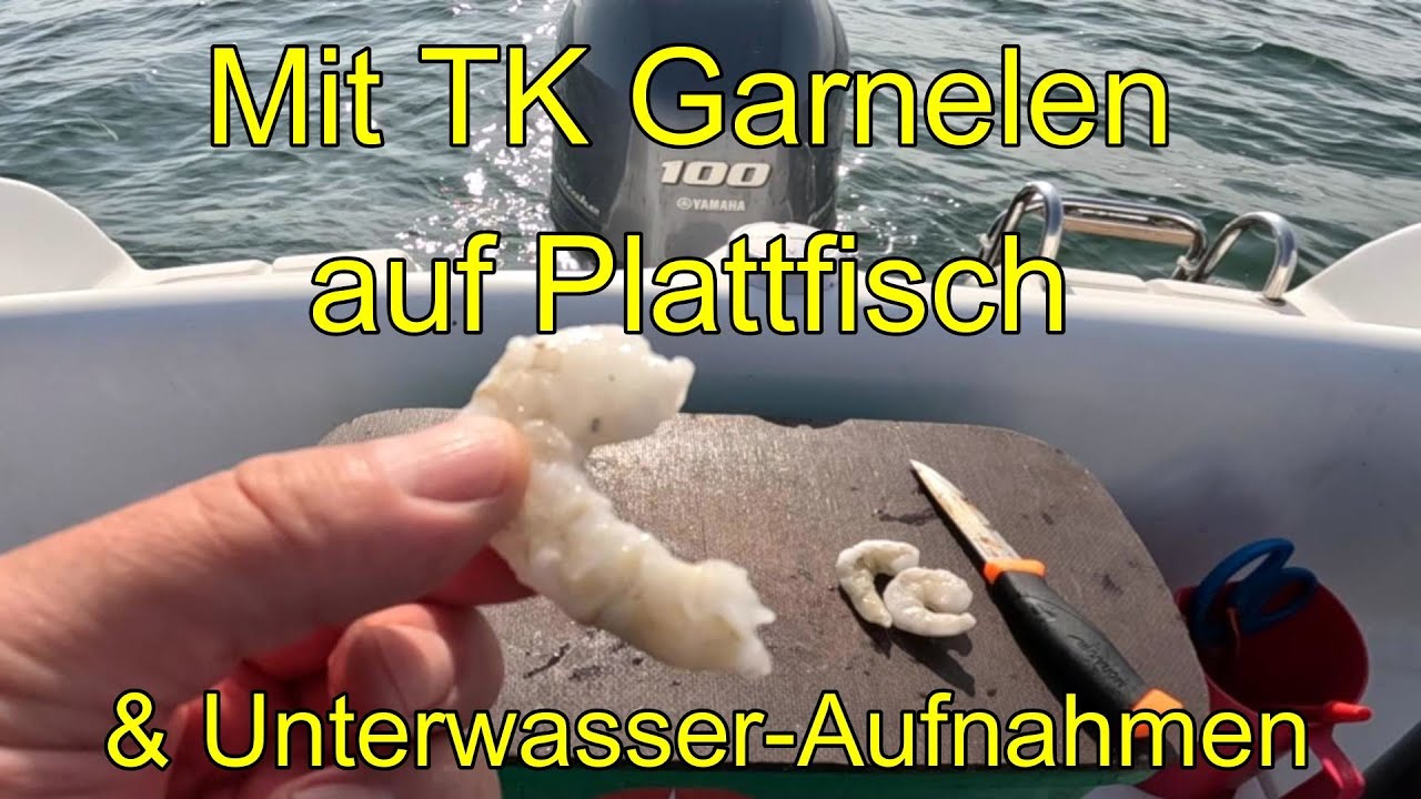 Mit TK Garnelen auf Plattfisch + Unterwasser-Aufnahmen