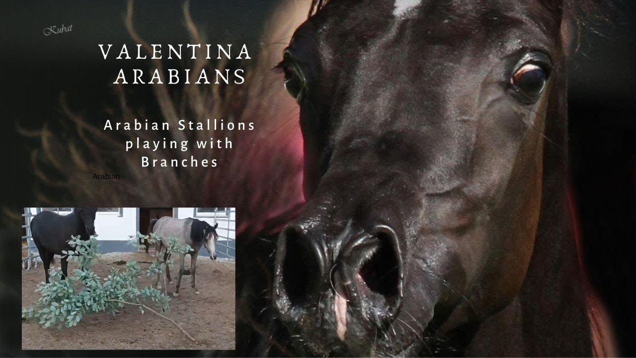 Arabian Stallions playing with Branches 💞