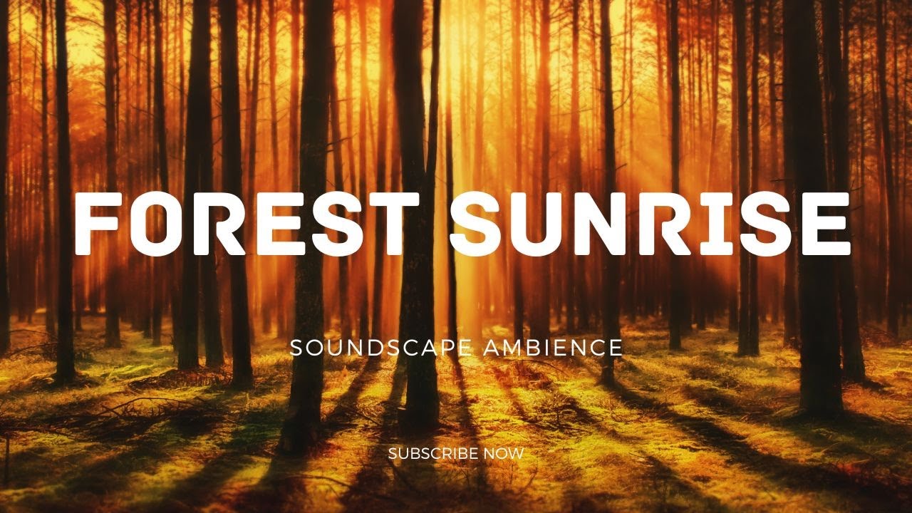 Soothing Forest Sunrise Sunset Nature Ambience Relaxing Bird Sounds Meditation || Hight Definition