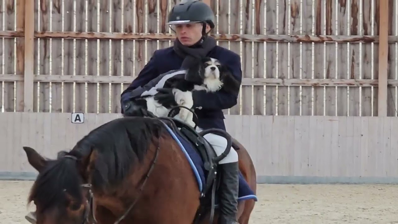 Haras de Vesontio - Catégorie Emotion 2025
