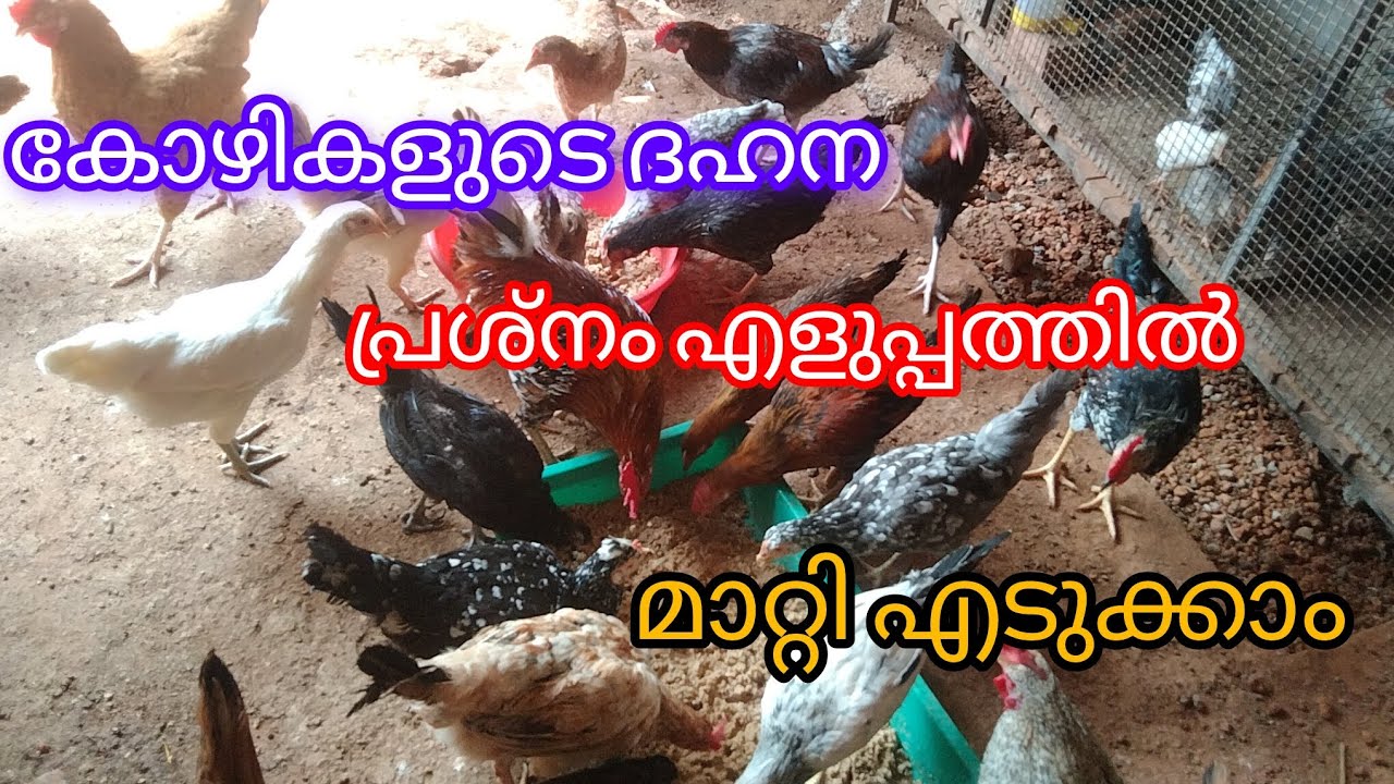 കോഴികൾക് ഉണ്ടാകുന്ന ദഹനക്കേട് എളുപ്പത്തിൽ മാറ്റി എടുക്കാം #കോഴി വളർത്തൽ #vairal vedio #HAMDAN Vlogs