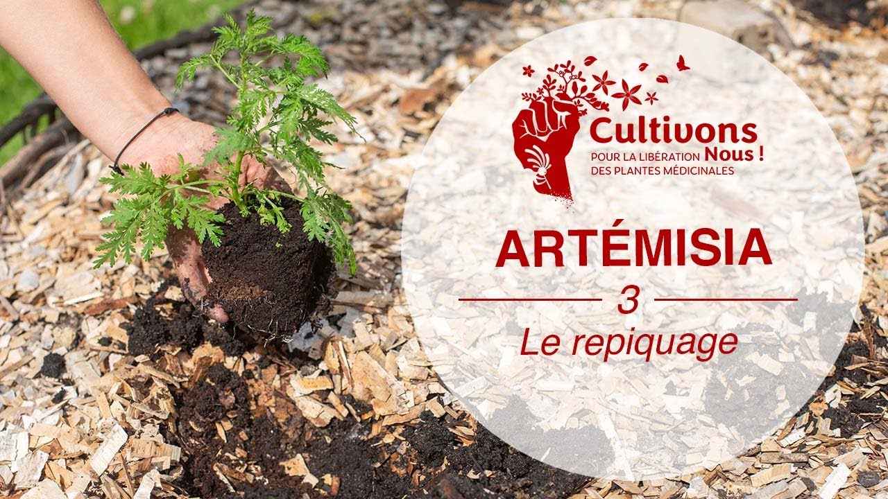 III. Le repiquage de l’Artémisia [Cultivons-nous ! #1]
