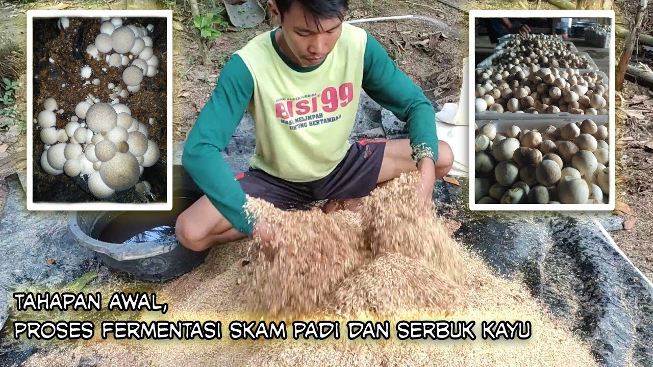 Cara mengolah skam padi untuk dijadikan media jamur merang - tahapan 1 budidaya jamur merang