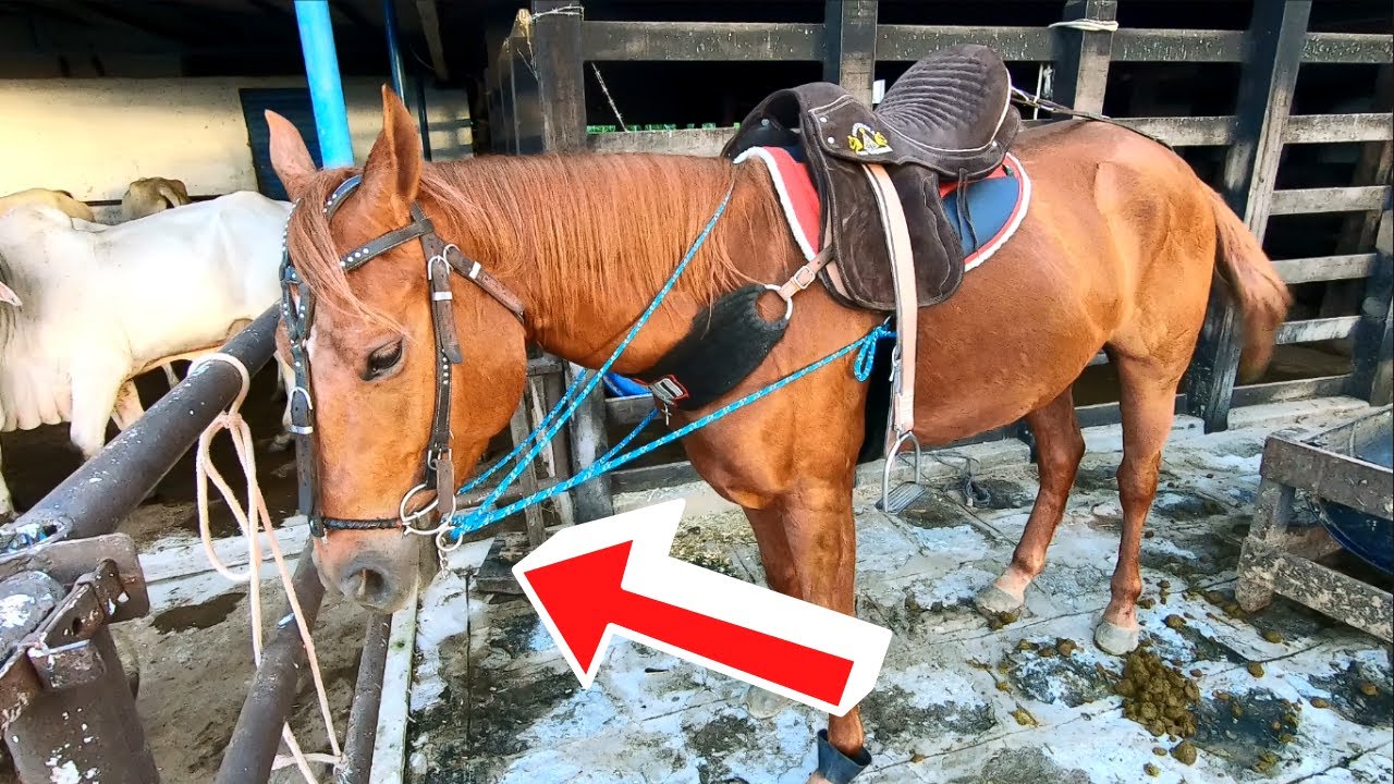 ARREIO DE DOMA NA MABELLE, TEVE PROGRESSO? SIMM!