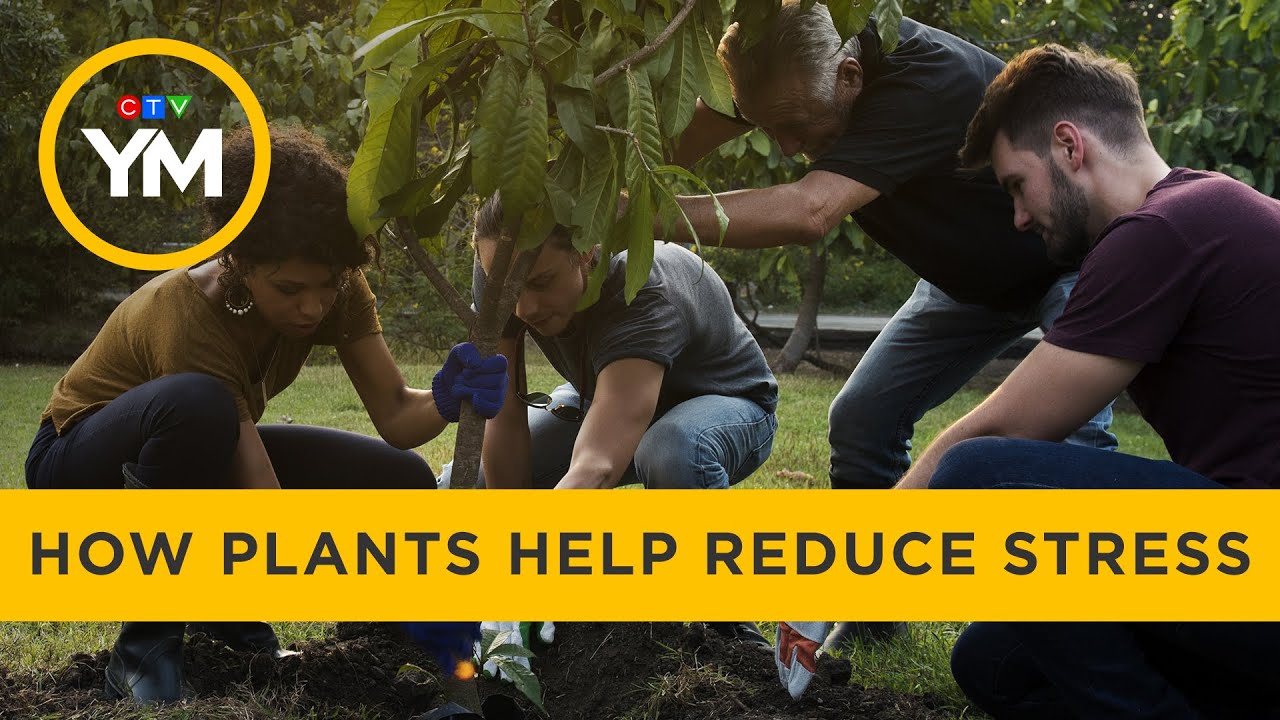How plants help reduce stress | Your Morning