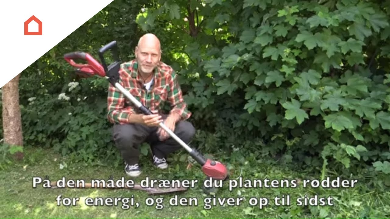 Skvalderkål - 4 tips til hvad du stiller op