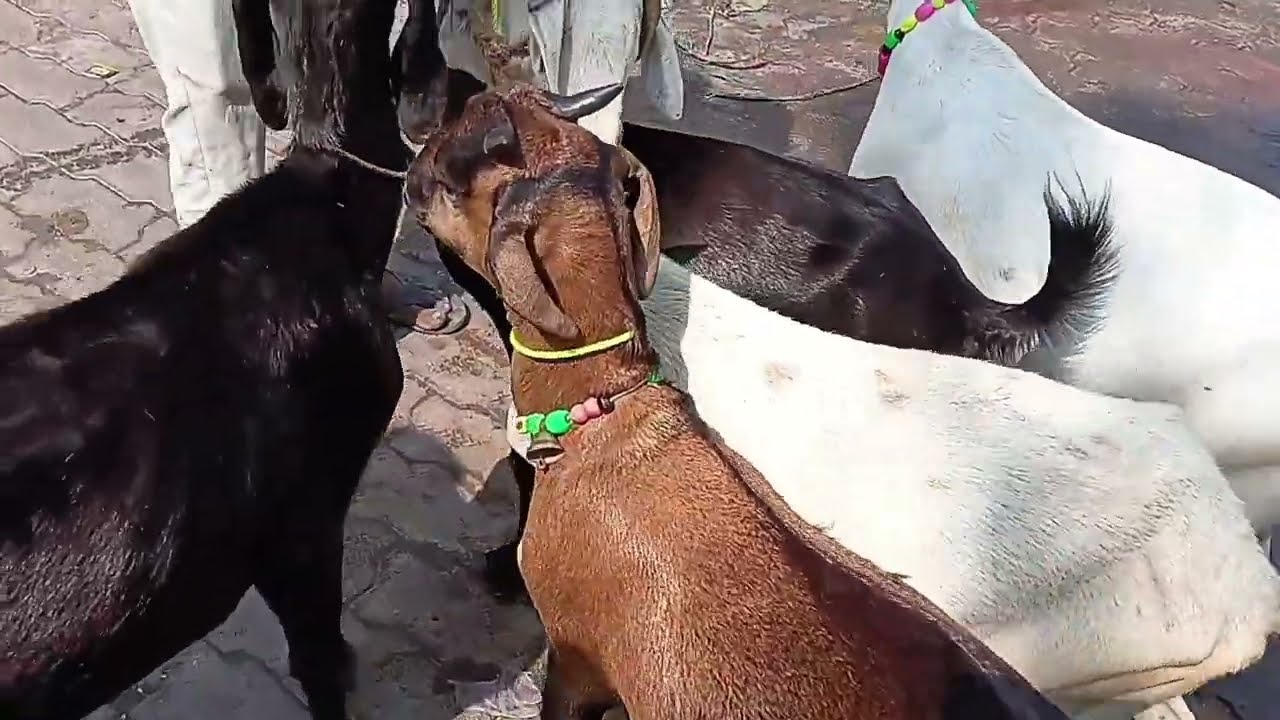 Kanpur bakra ✔️ Mandi ! ( bakarganj bajar )  ( Kanpur )  2025/9/5/ Sunday ! #kanpur #bakra #bakr 