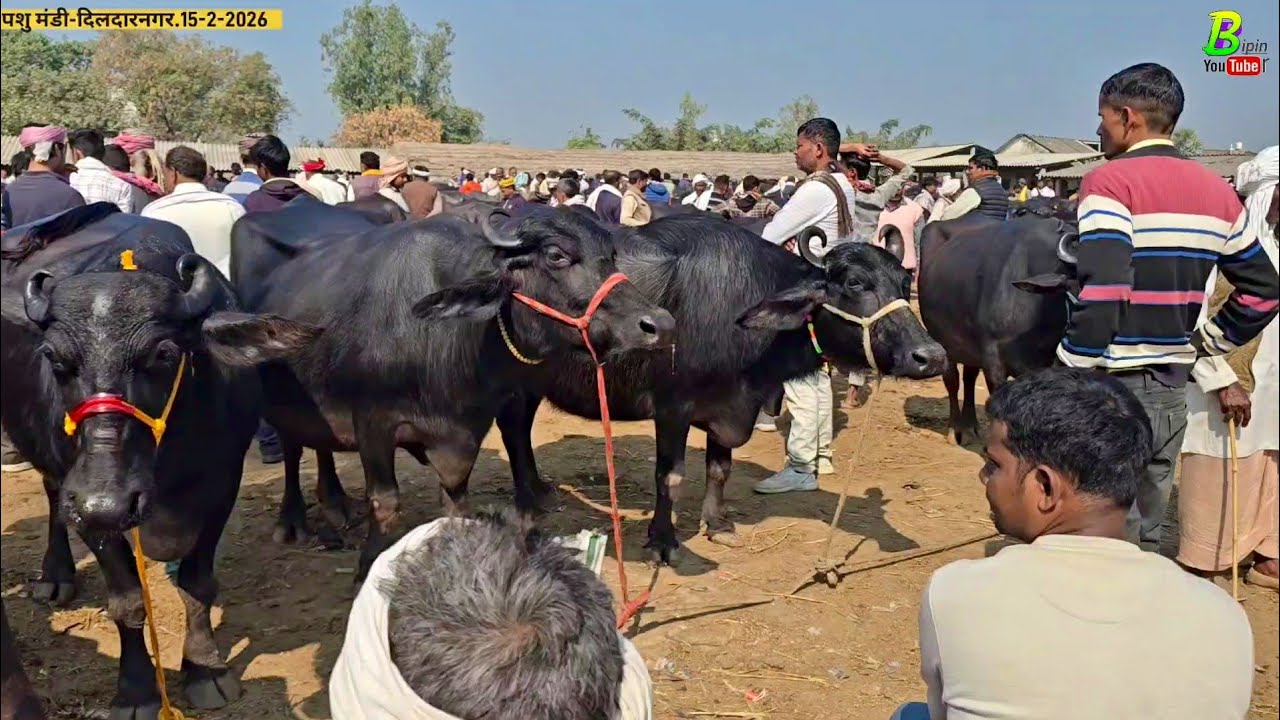 शिवरात्रि के दिन पशु मंडी दिलदारनगर में बिकाऊ भैंस खरीदने वाले व्यक्ति को भैंस सस्ती मिली | Bhains