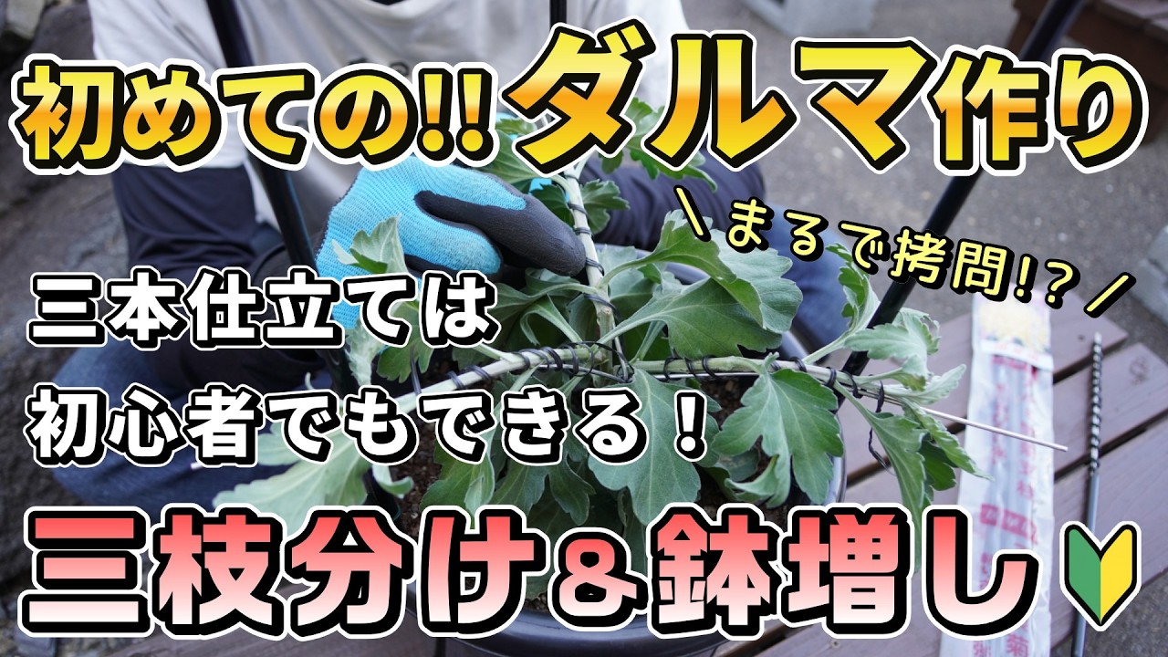 ダルマ作り2025④【三枝分け＆鉢増し】三本仕立ての核心テクニック公開！