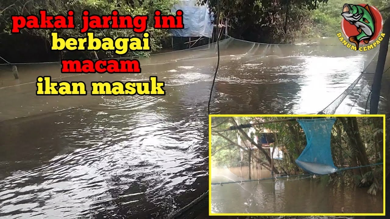 pasang selambau ikan nya banyak masuk