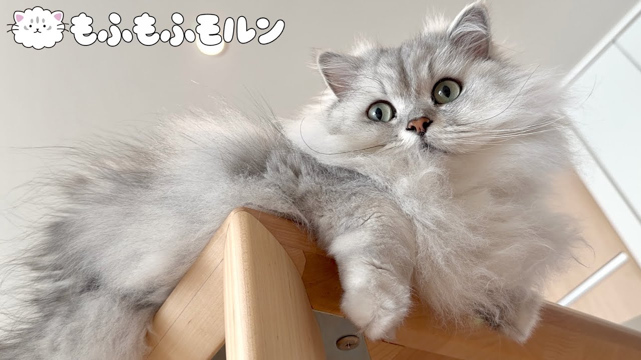猫の日のにゃん特集 【サイベリアン】