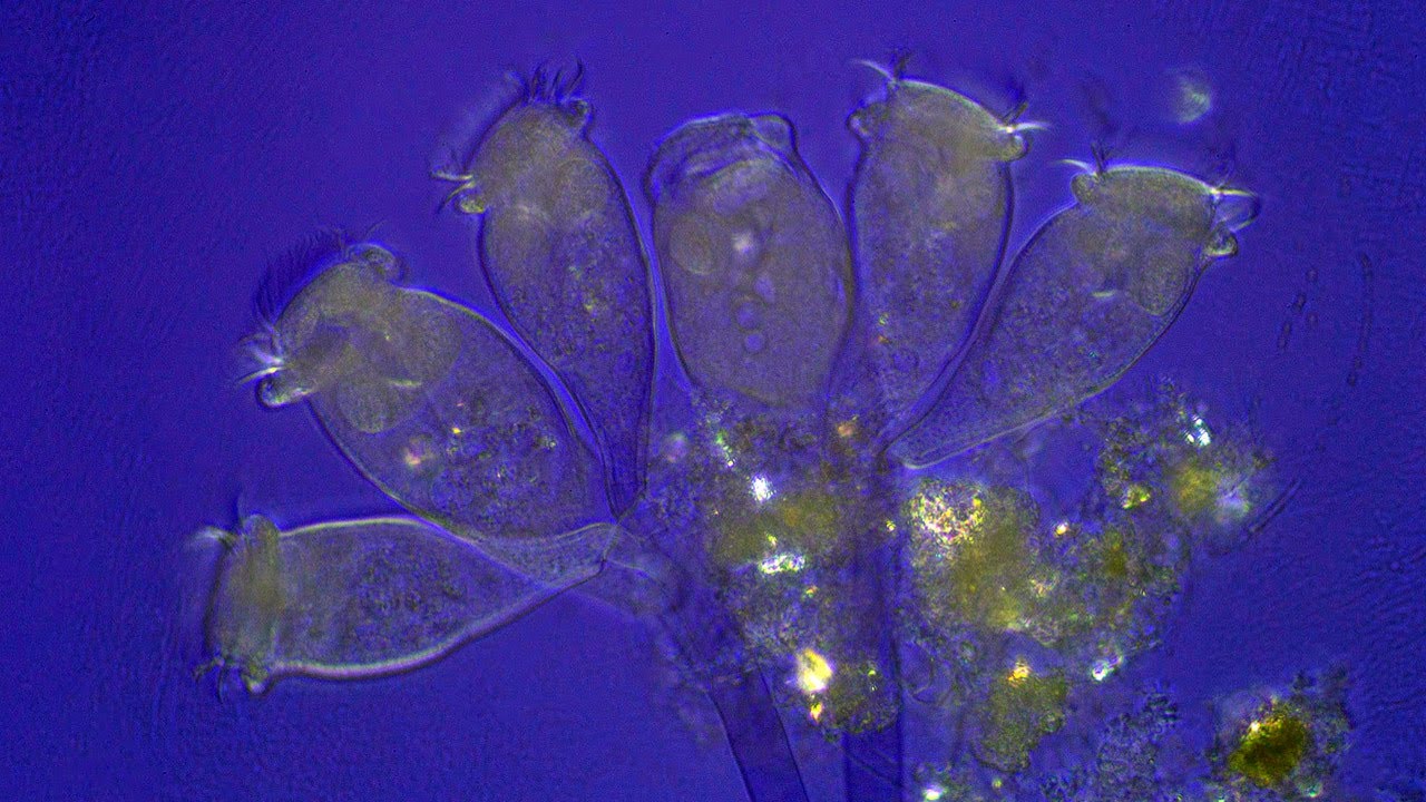 Krolestwo cz3 Epistylis