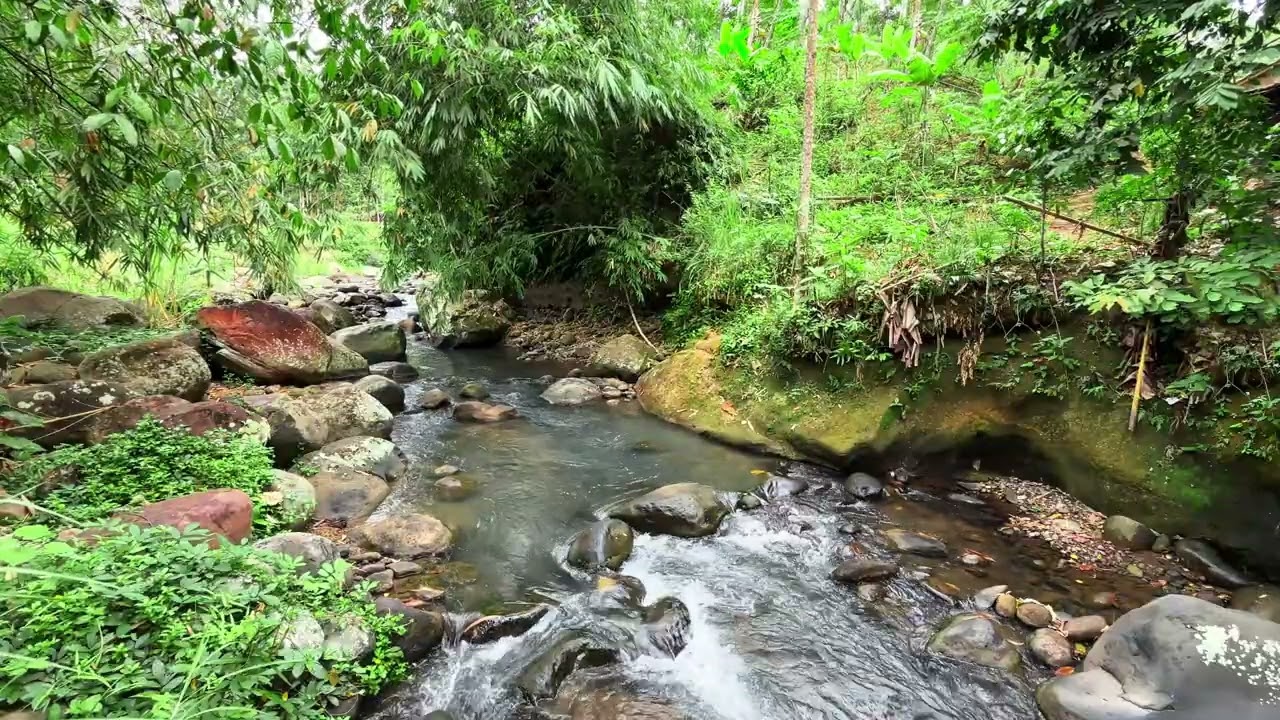 Your Mind Deserves This Calm | Gentle Forest River Ambience