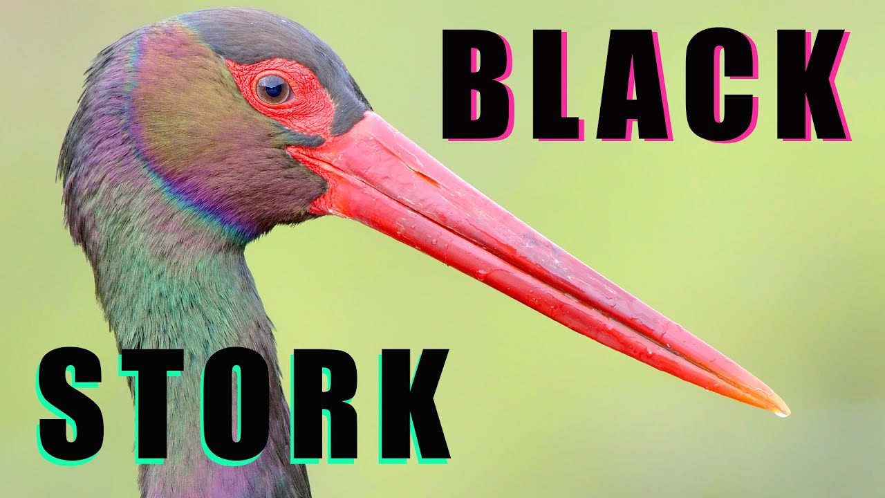 BLACK STORK delightful birds