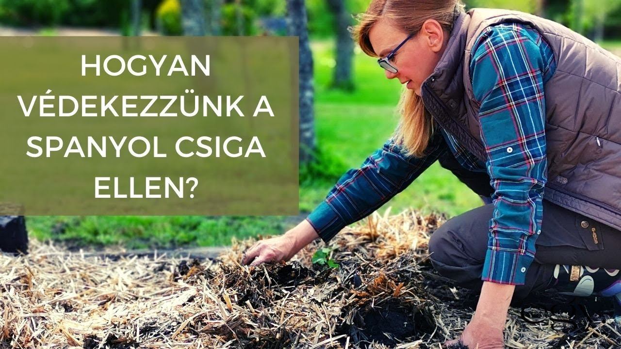 Borbás Marcsi: Kertem - Védekezés a spanyol csigák ellen! (60. rész)