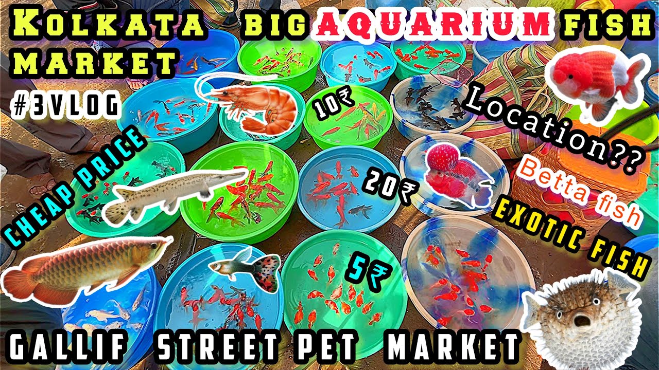 Kolkata Aquarium Fish Market ❤️ Galiff Street Pet Market | aquarium fish price update ​⁠| aqua_buddy