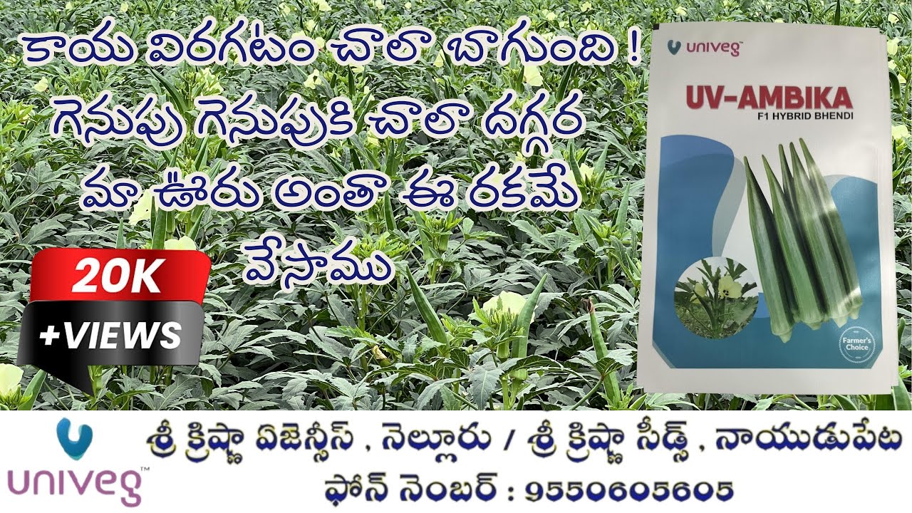 యూనివెజ్ సీడ్స్ వారి హైబ్రిడ్ బెండ అంబిక | UniVeg Seeds Bhendi Ambika | 9550605605 |