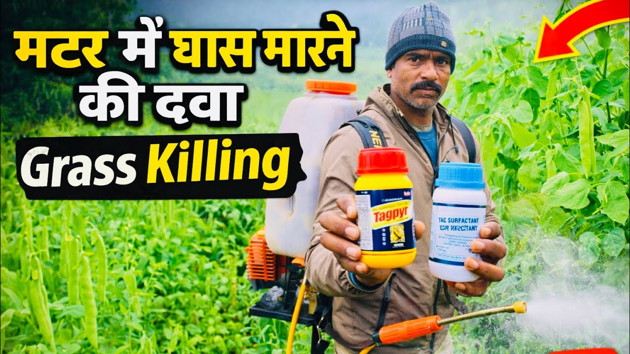 🫛🫛मटर में घास मारने की सबसे असरदार दवा | Grass Killing Herbicide