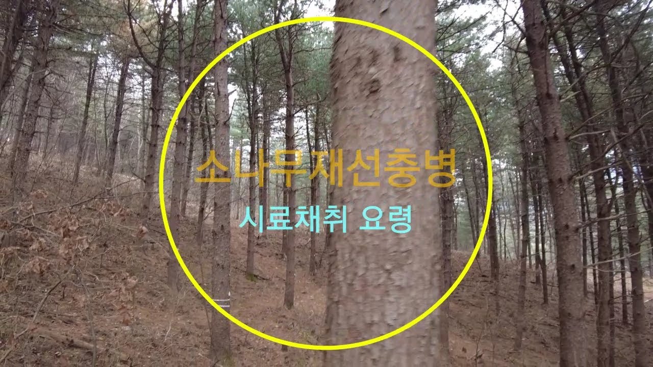 소나무재선충병 감염의심목 시료채취 요령