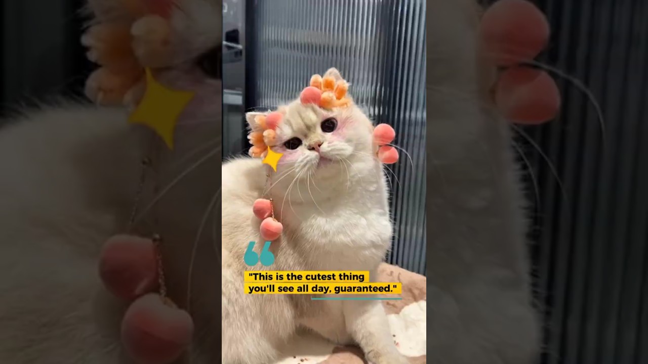 Too cute to handle, this white cat just got a makeover | PAW AND FLUFF