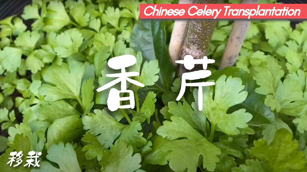 芹菜（香芹）超好种！后院种菜之香芹（中国芹菜）的移栽
