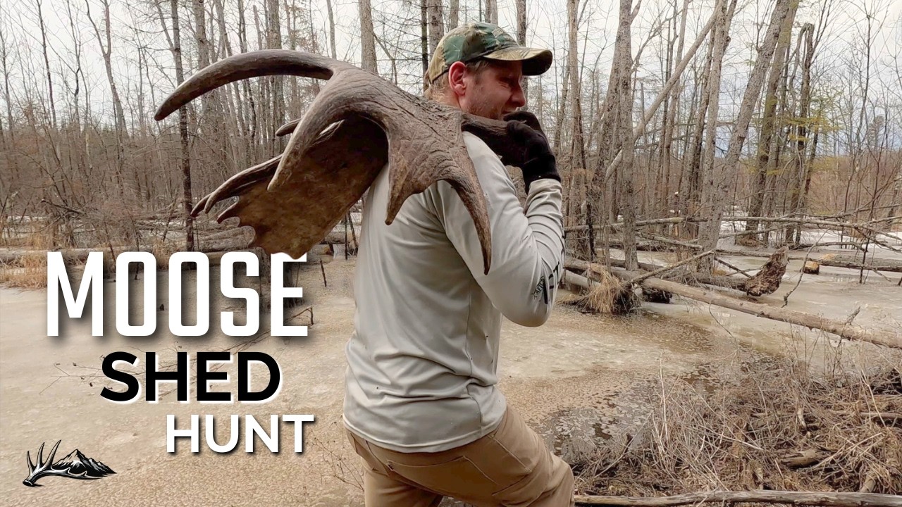 Incredible 4 Day Shed Hunt | 10 Moose Paddles | Matched