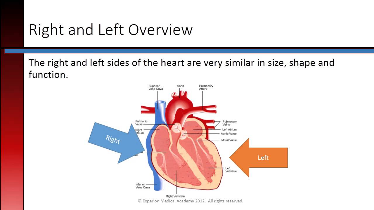 Phlebotomy Lesson 2.1 Cardiac Anatomy