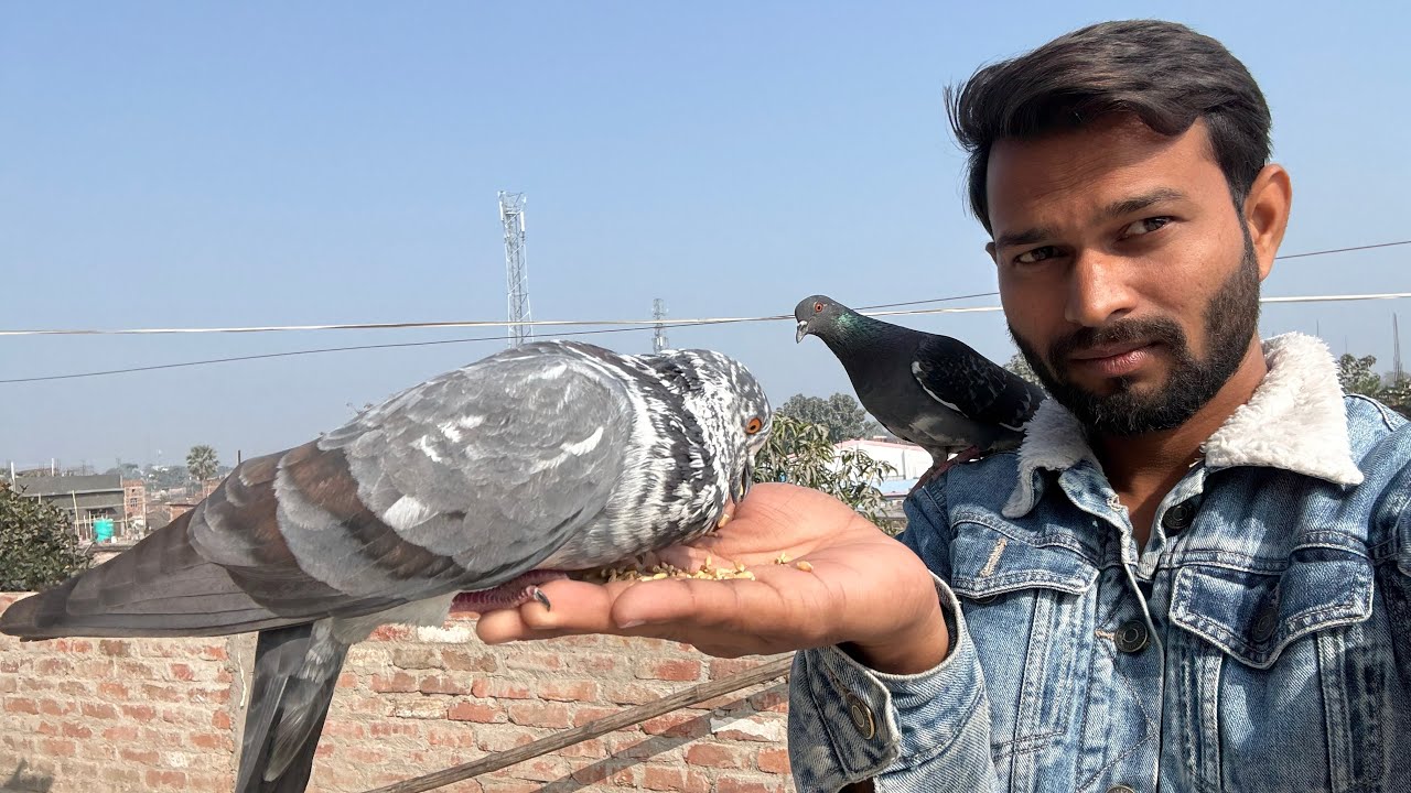 Kabootar ke pair mein sujan aa gayi 😢