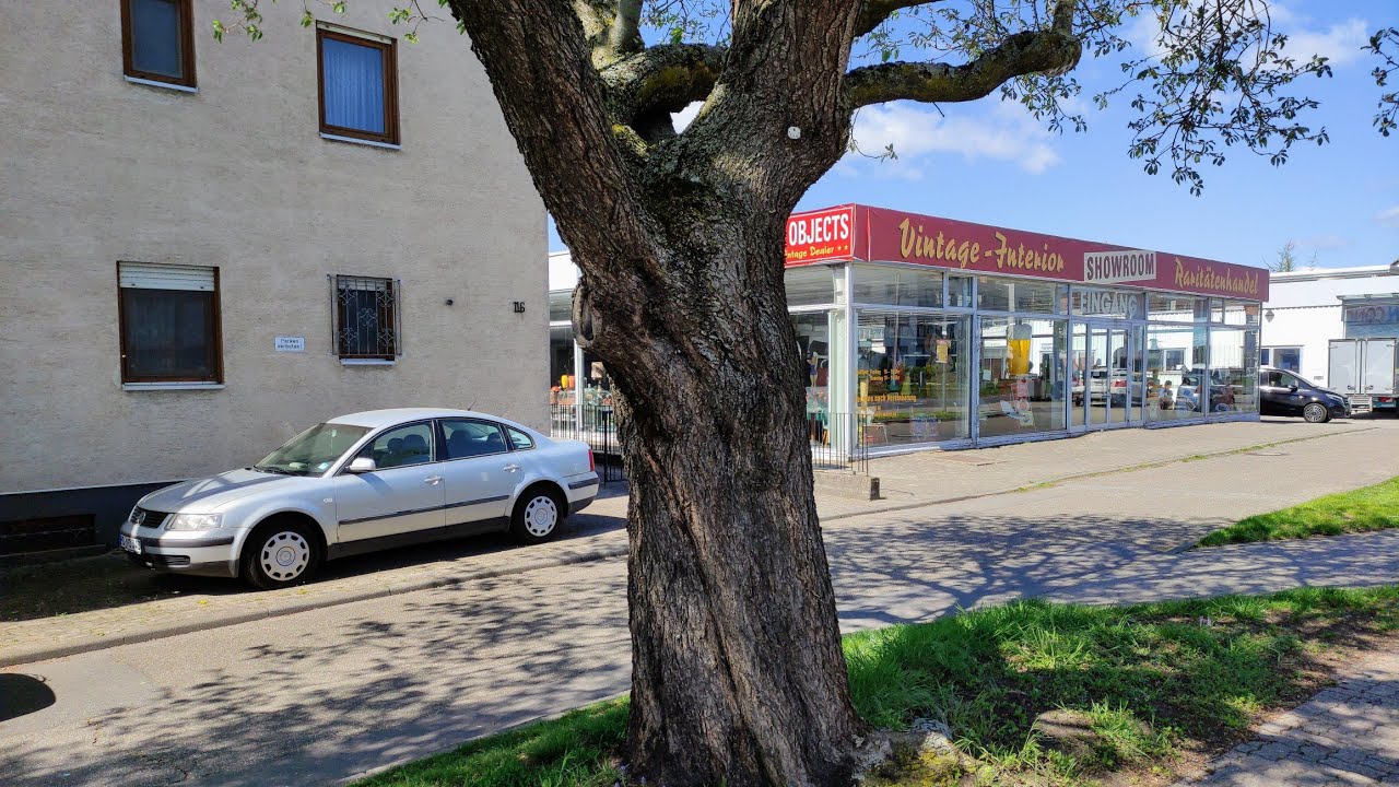 Big Old Peach Almond Tree (Prunus x persicoides) in Schriesheim, Germany