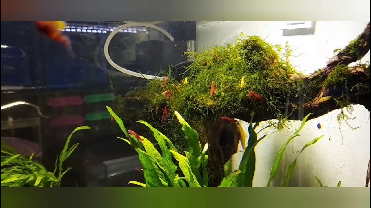 كيفية التحكم بجافا موس ..واخضرار اقوى