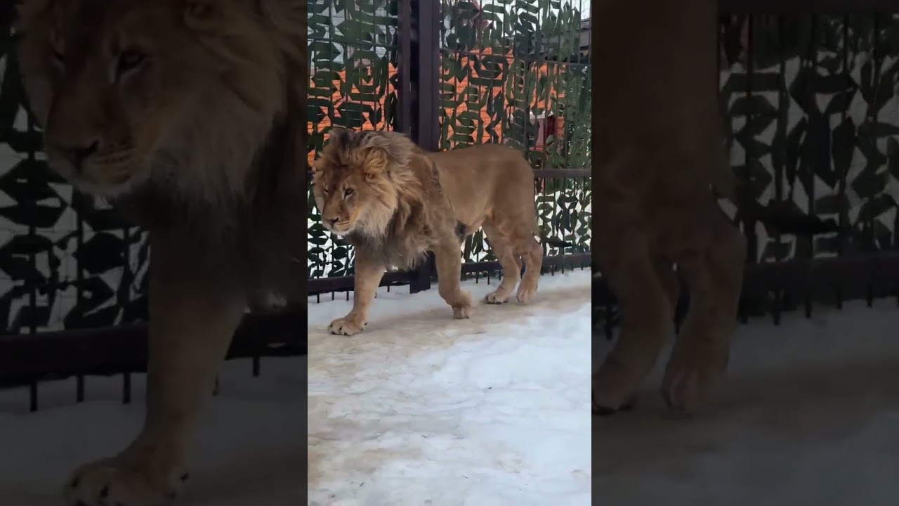 Какие ПРЕКРАСНЫЕ взаимоотношения у  ШЕРХАНА и СТАНИСЛАВА! Минский зоопарк