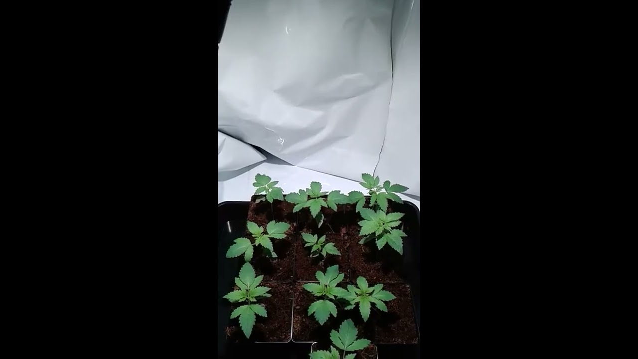 MIGRO 100 Closet grow diary vegging
