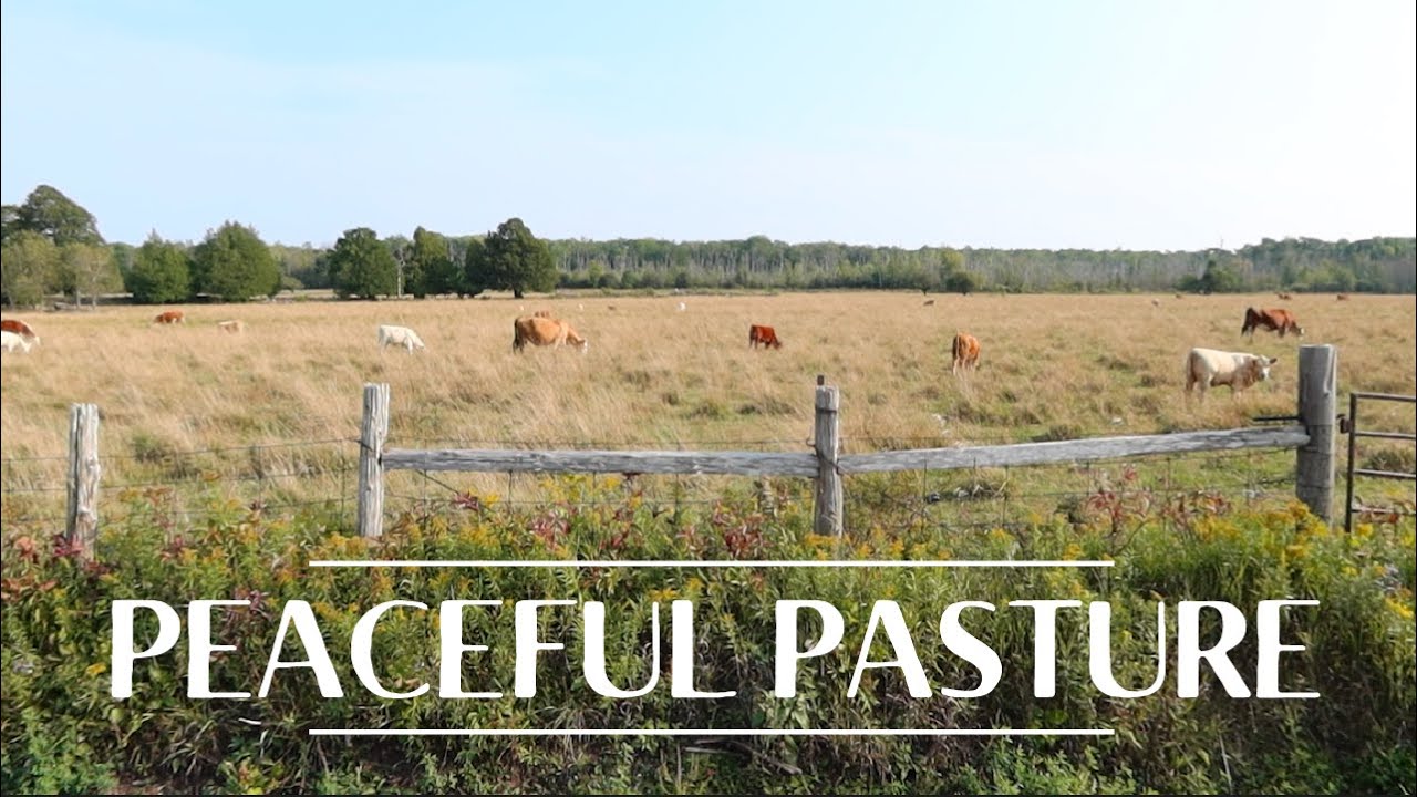 Peaceful Cows in a Pasture | Relaxing Nature Ambience | Real Footage Ambience