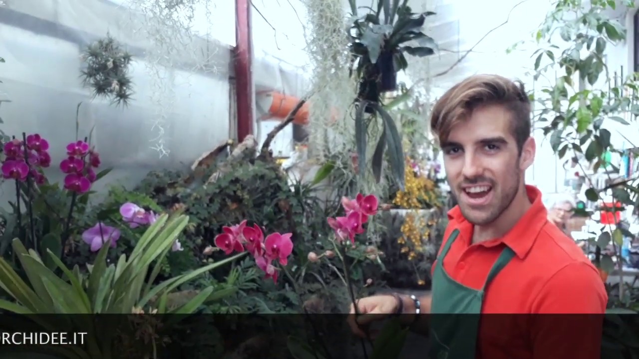Quanto può vivere un'orchidea?