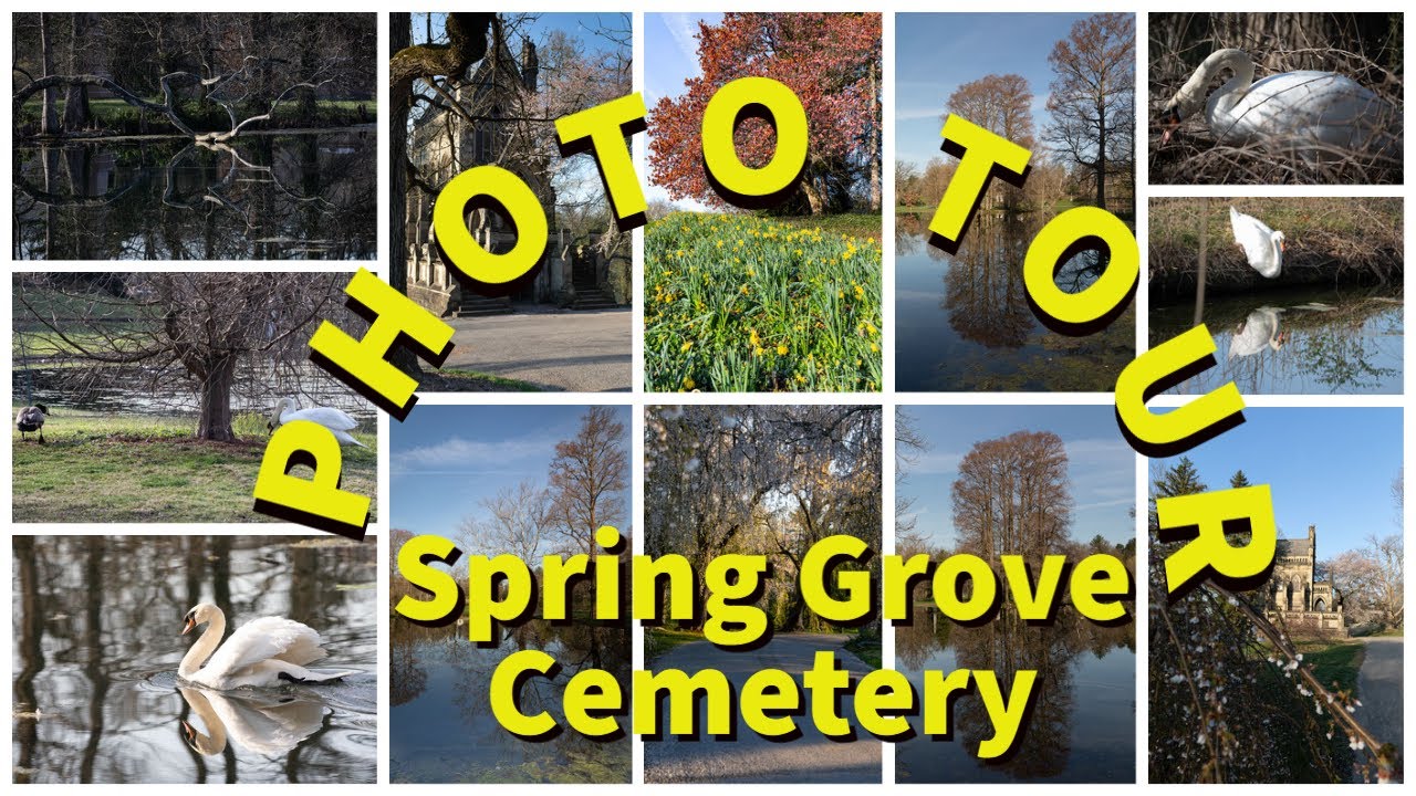 Swans and Reflecting Water Highlights in the Photography Tour of Spring Grove Cemetery with Evan!