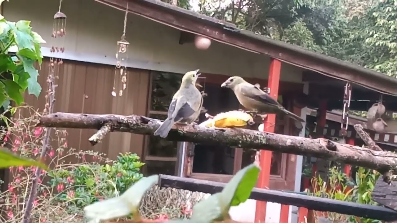 Azulejo Palmero (Thraupis palmarum 🌿) Familia Thraupidae Género Thraupis.🌿🍌🕊️🌴🕊️