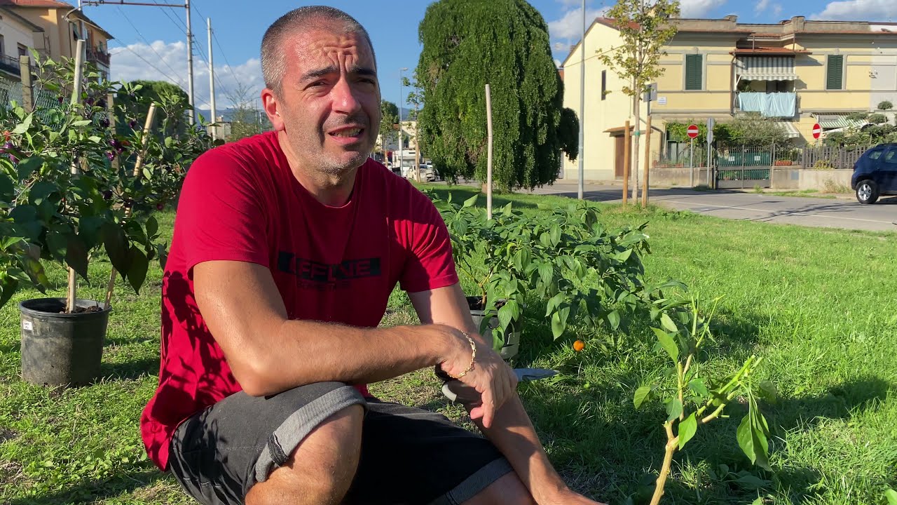 SemiStrani.it - Come far passare l’inverno a una Pianta di Peperoncino, come “svernare” i Chili