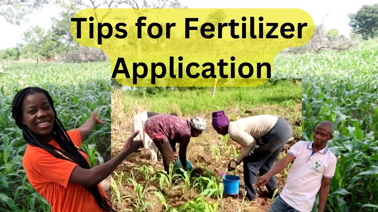 methods of fertilizer application for high yield in maize farming| tips and tricks to apply in Ghana