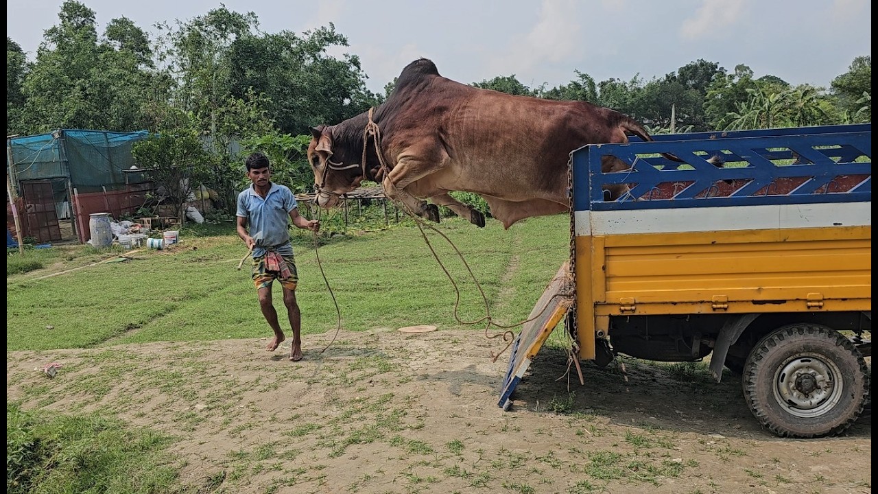 আলহামদুলিল্লাহ পানির দরে দ্বিতীয় কোরবানির গরু কিনে ফেললাম | Doyel Agro